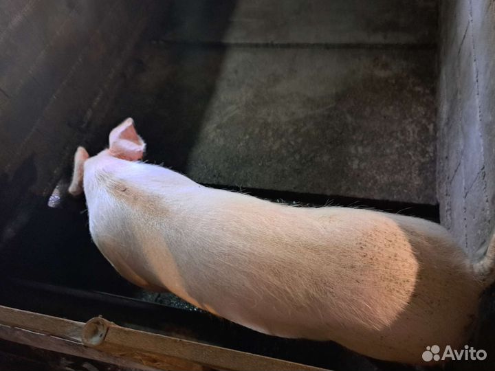 Хряк молодой