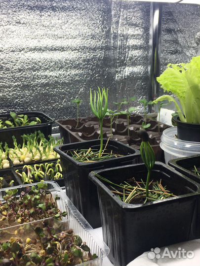 Саженцы сибирского кедра