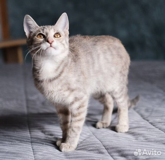 Котята в добрые руки бесплатно