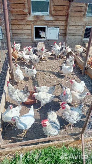 Петухи master грей