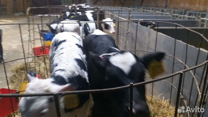 Телята голштино холмогоры от 3х недель