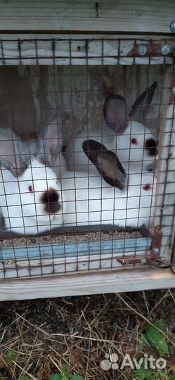 Калифорнийские кролики и микс нзб +калифорния