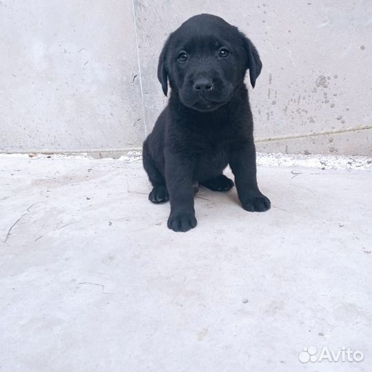 Щенки лабрадора