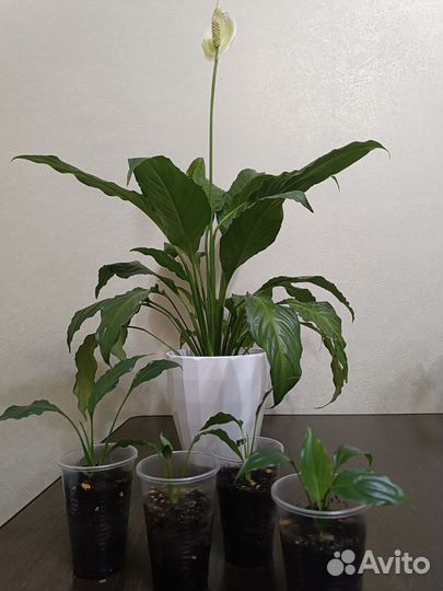 Спатифиллум цветок женское счастье