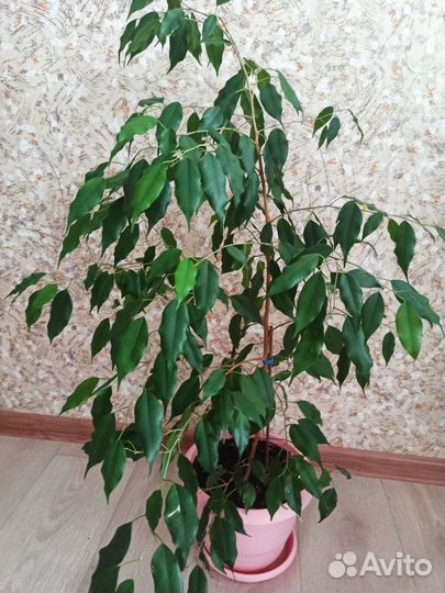 Фикус бенджамина