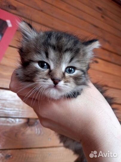 Отдам котят в добрые руки