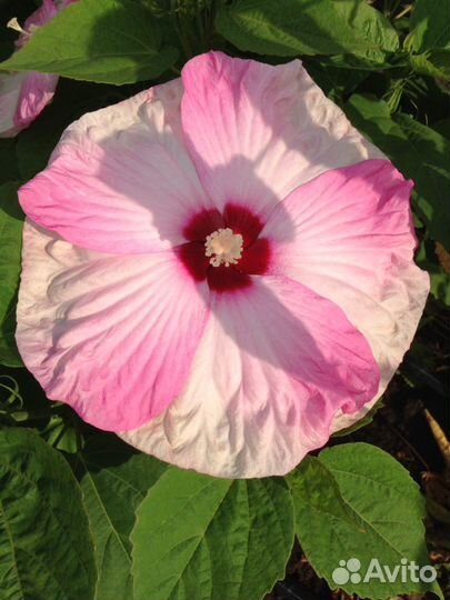 Гибискус садовый