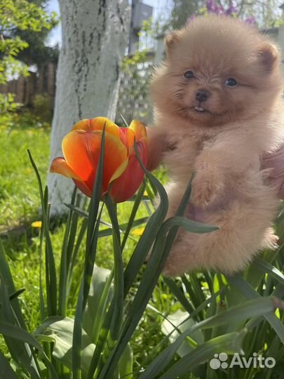 Померанский шпиц медвежьего типа