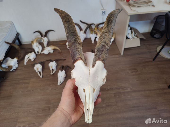 Пластиковый череп козла