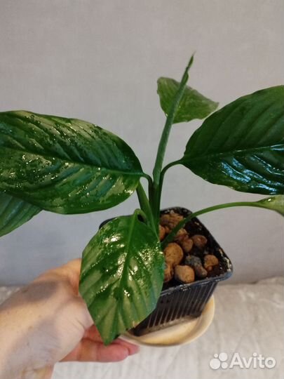 Комнатные цветы Спатифиллум