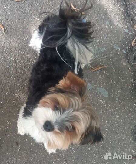 Бивер йорк вязка