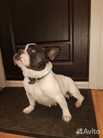 Французский бульдог
