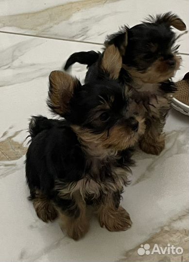 Йоркширский терьер мини беби фейс