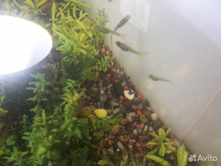 Набор для начинающего аквариумиста