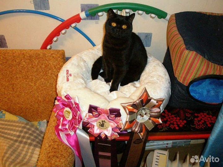 Чёрная Багира скоттиш страйт