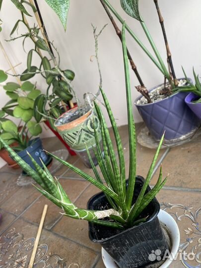 Сансевиерия францизи