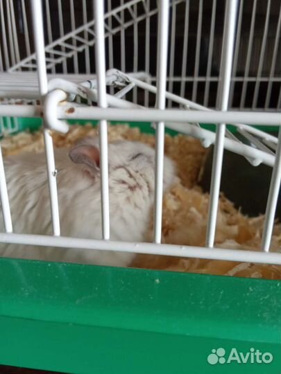 Джунгарский хомяк с клеткой