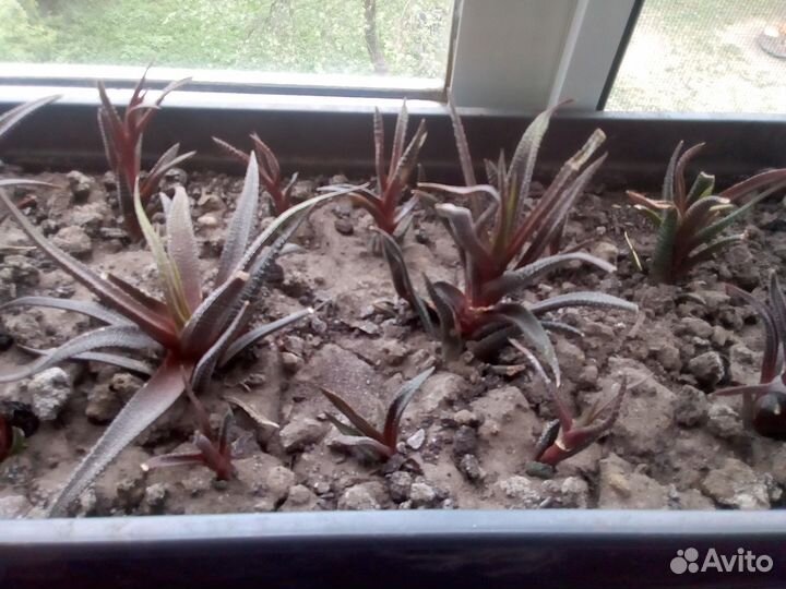 Хавортия жемчужная