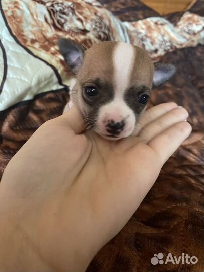 Щенки чихуахуа