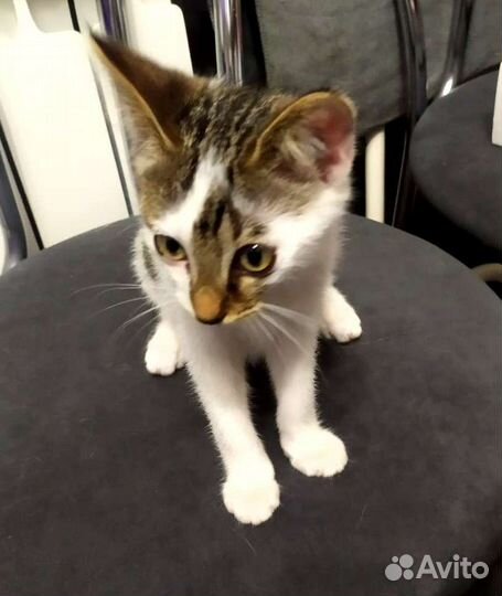 Ластик 2 месяца