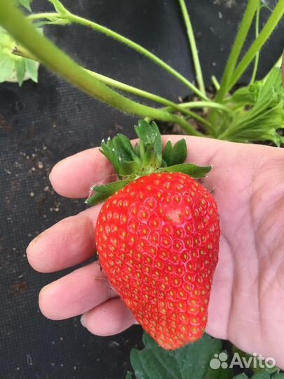 Рассада ранней,сладкой клубники