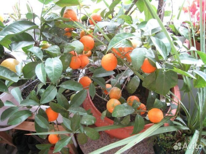 Апельсиновые саженцы /домашние деревья