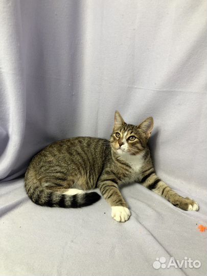 Добрый и красивый котенок мальчик в дар