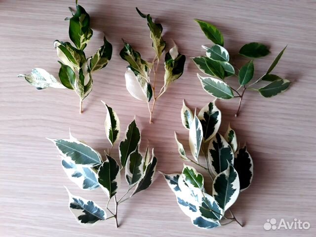 Пёстрые фикусы Кёрли, Де гантель и другие