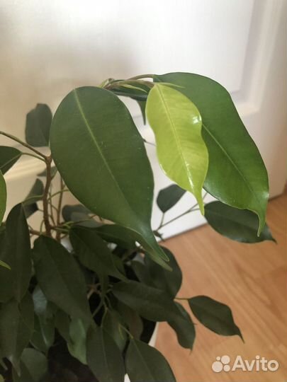 Фикус Бенджамина