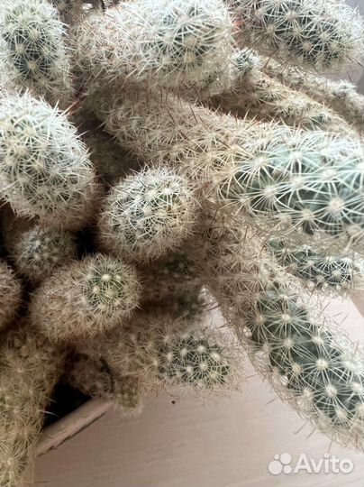 Кактус маммилярия суккуленты горшок в подарок