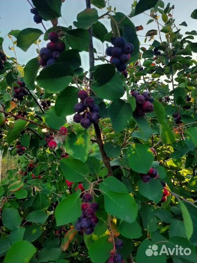 Саженцы ирги канадской