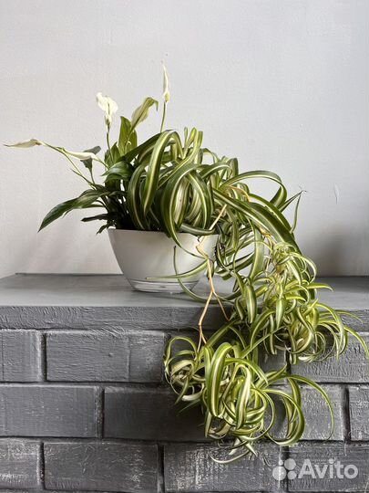 Хлорофитум и спатифиллум, композиция