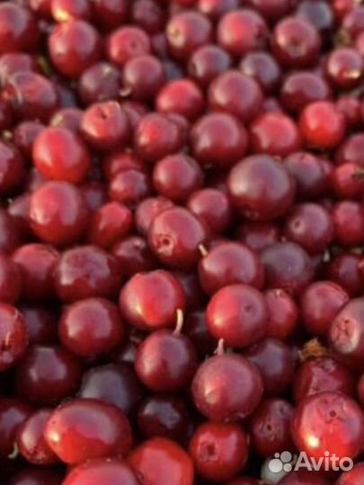 Брусника ягода