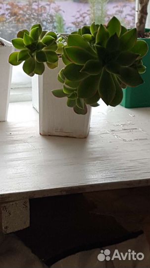 Эониум киви