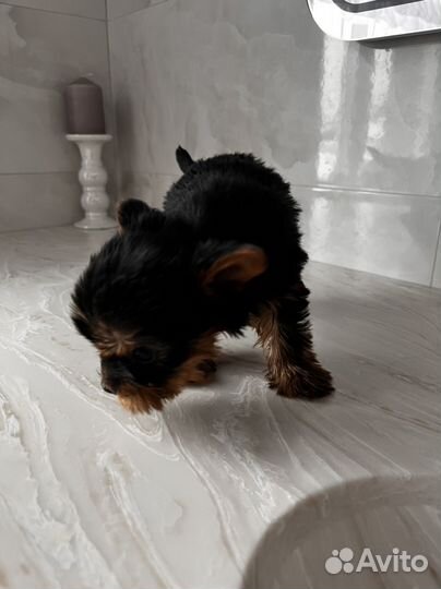 Йоркширский терьер девочка