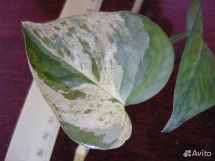 Сциндапсус Марбл Квин (Marble Queen)