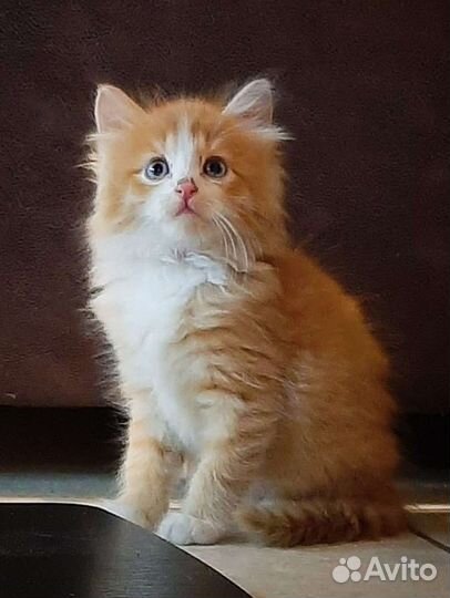 Котенок Солнышко 1,5 мес