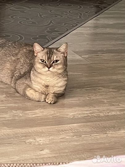 Британские котята