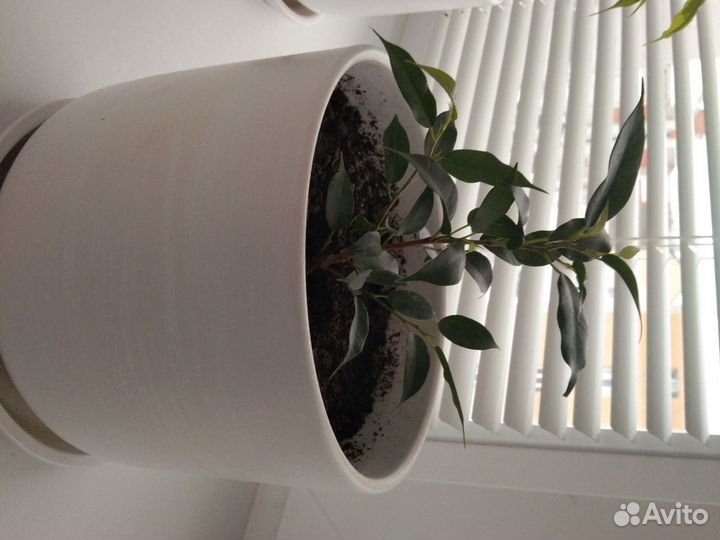 Бенджамин 2 вида