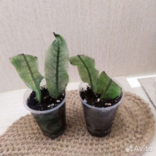 Папоротники