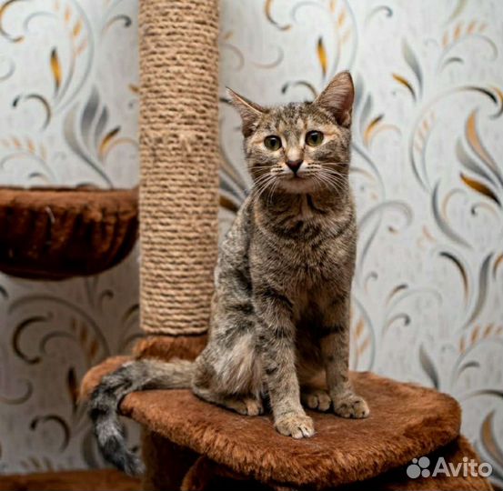 Молодые кошечки в добрые руки