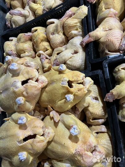 Куры домашние опт от 50шт