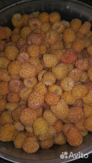 Малина желтая