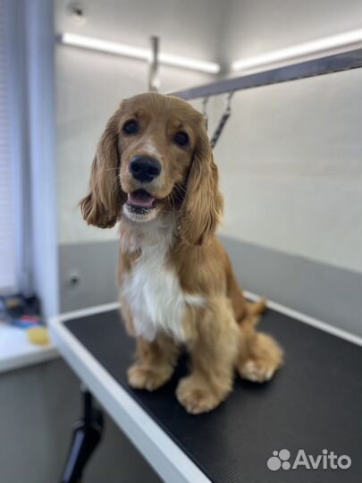 Требуются модели