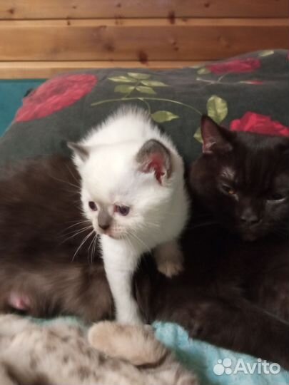 Шотландские котята