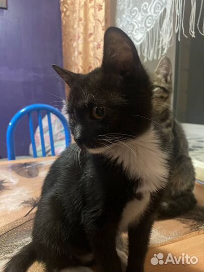 Котята
