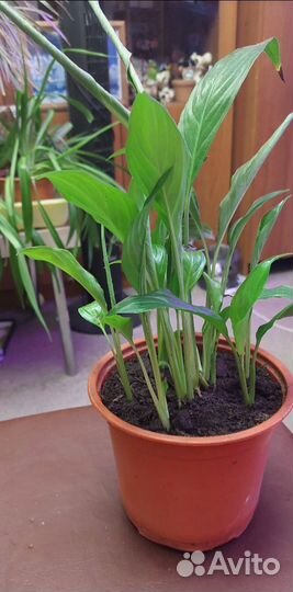 Женское счастье (Спатифиллум)