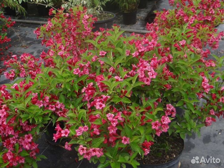 Вейгела Бристол Руби