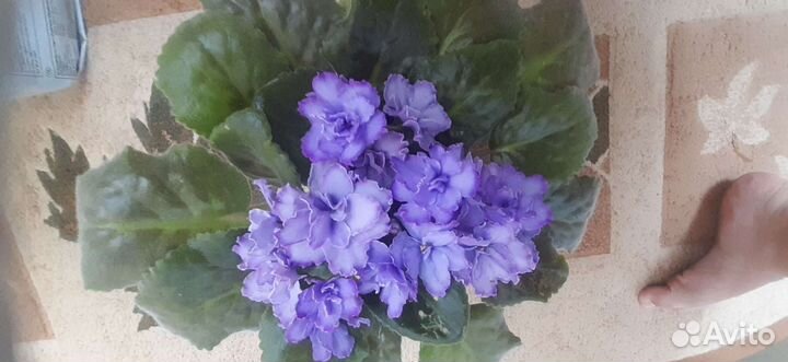 Детки и молодые розетки фиалок