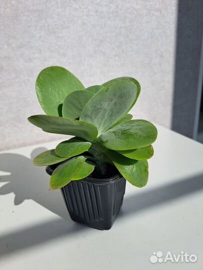 Цветок суккулент